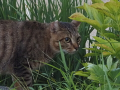 猫（２）