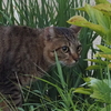 猫（２）
