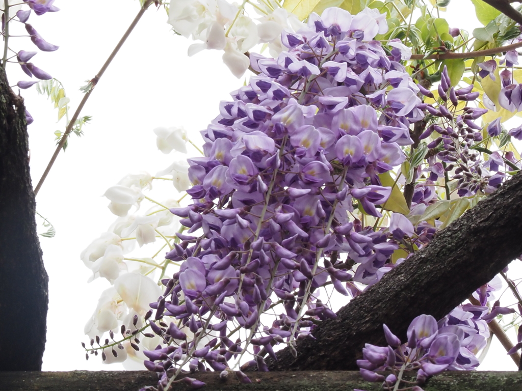 藤の花