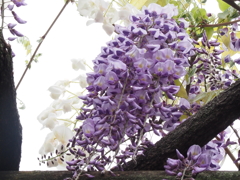 藤の花