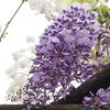 藤の花