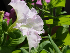 薄ピンクのペチュニア