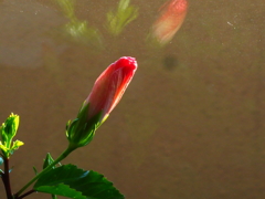 明日咲くかな？