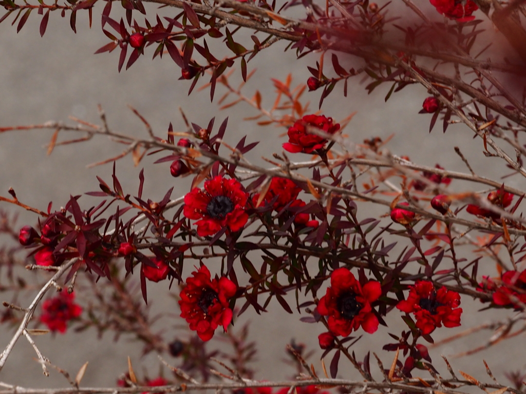 冬に咲く小さな花；赤