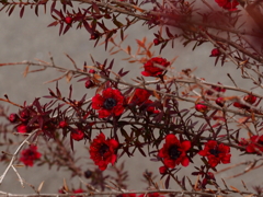 冬に咲く小さな花；赤