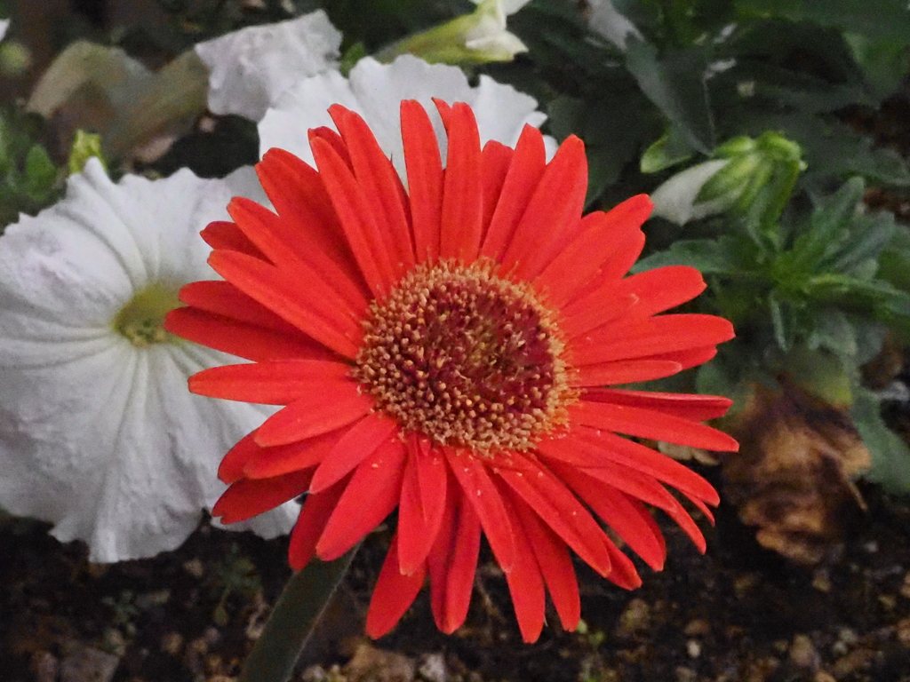 ガーベラ；赤