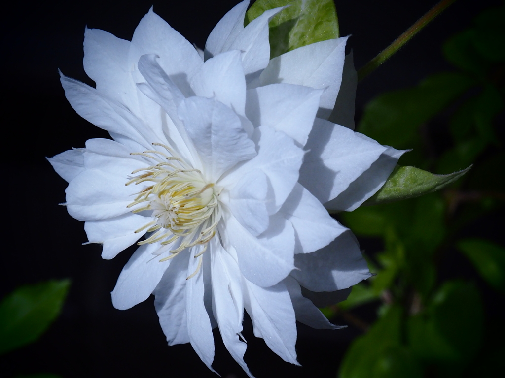 白い花；八重のクレマチス
