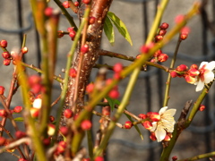 梅の花がちらほら
