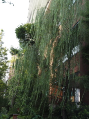 柳