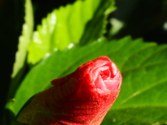 季節外れのハイビスカス　１