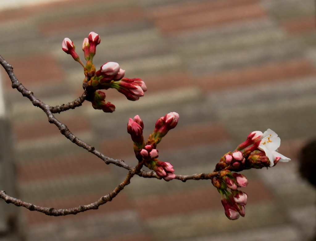 桜開花一輪