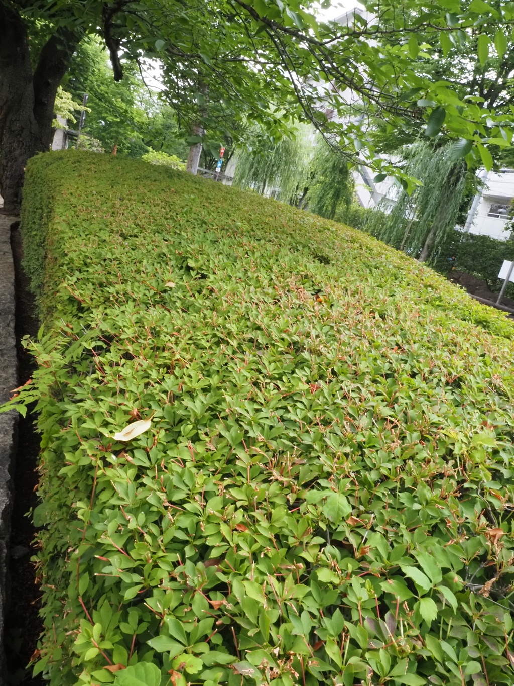 綺麗に刈り込まれたドウダンツツジ