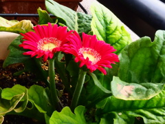 ベランダの花：二輪かわいく