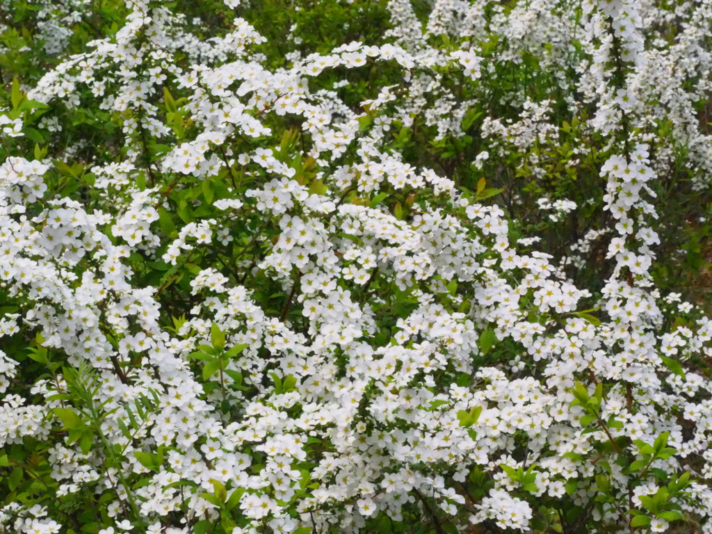 ユキヤナギ満開