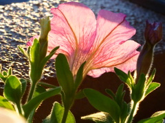 夕陽に照らされて