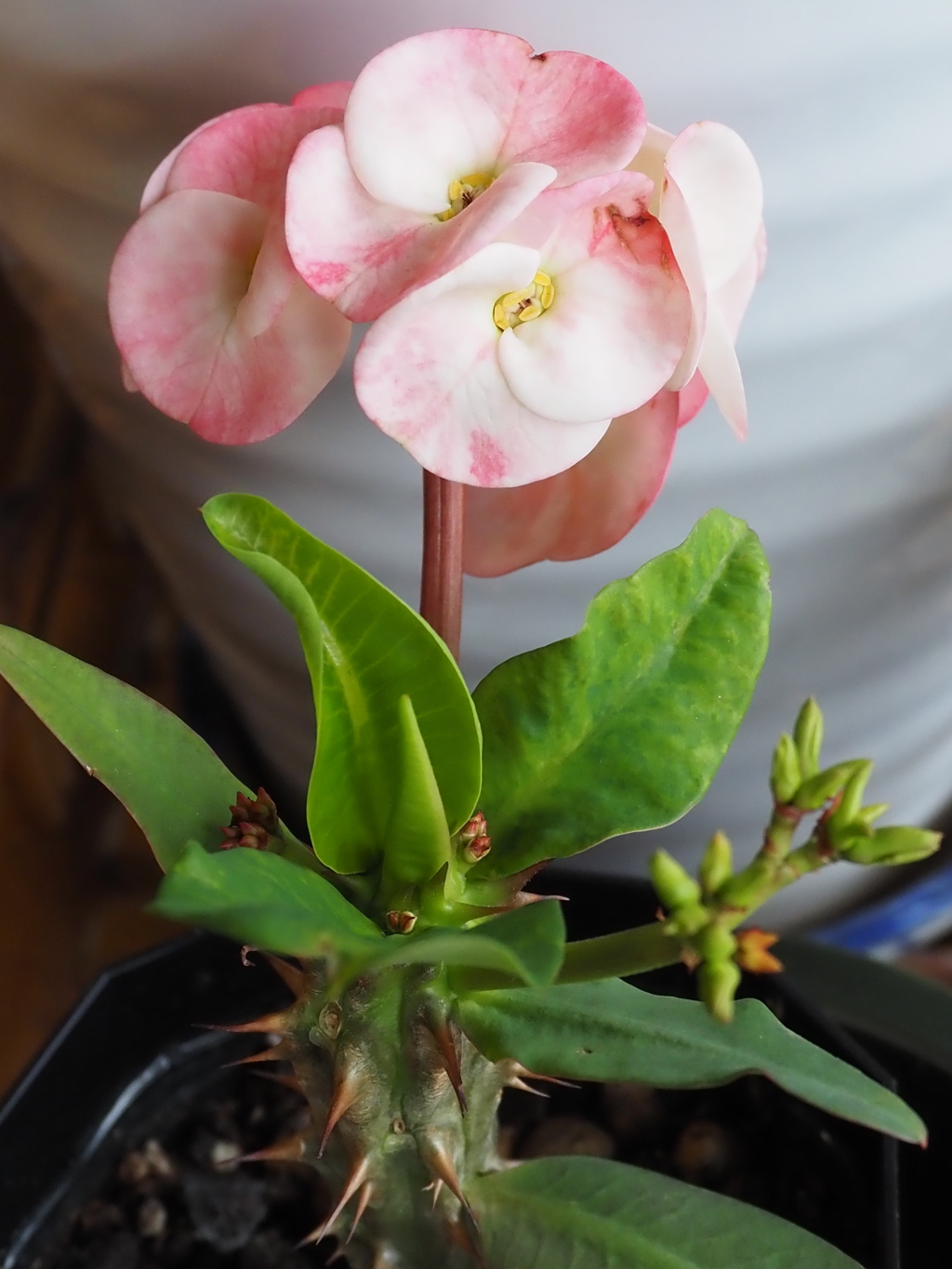 花芽１