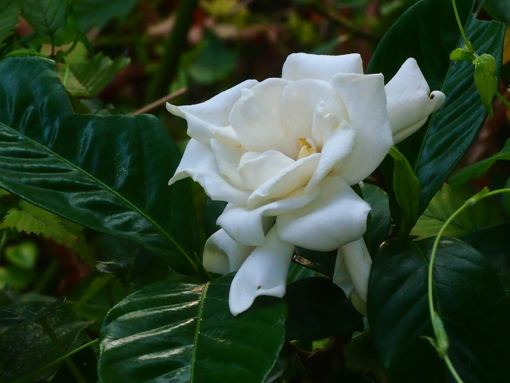 クチナシの花