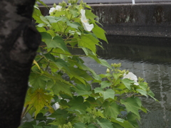 水辺の芙蓉