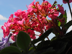 ベランダの花