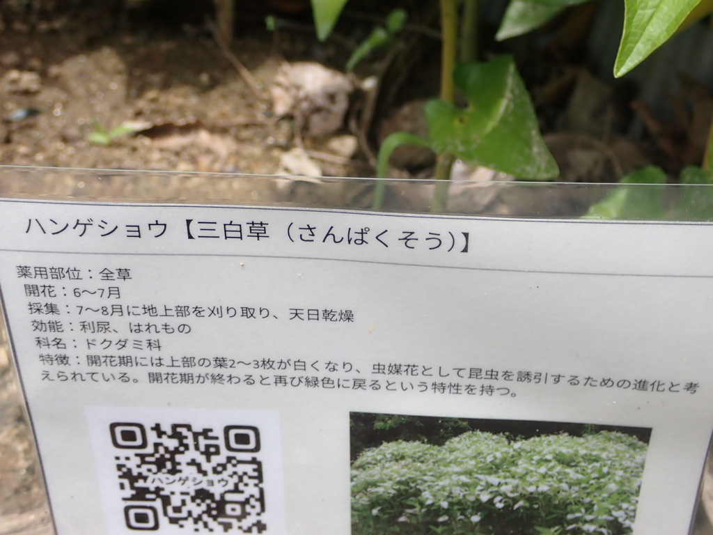 半夏生説明
