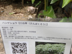 半夏生説明