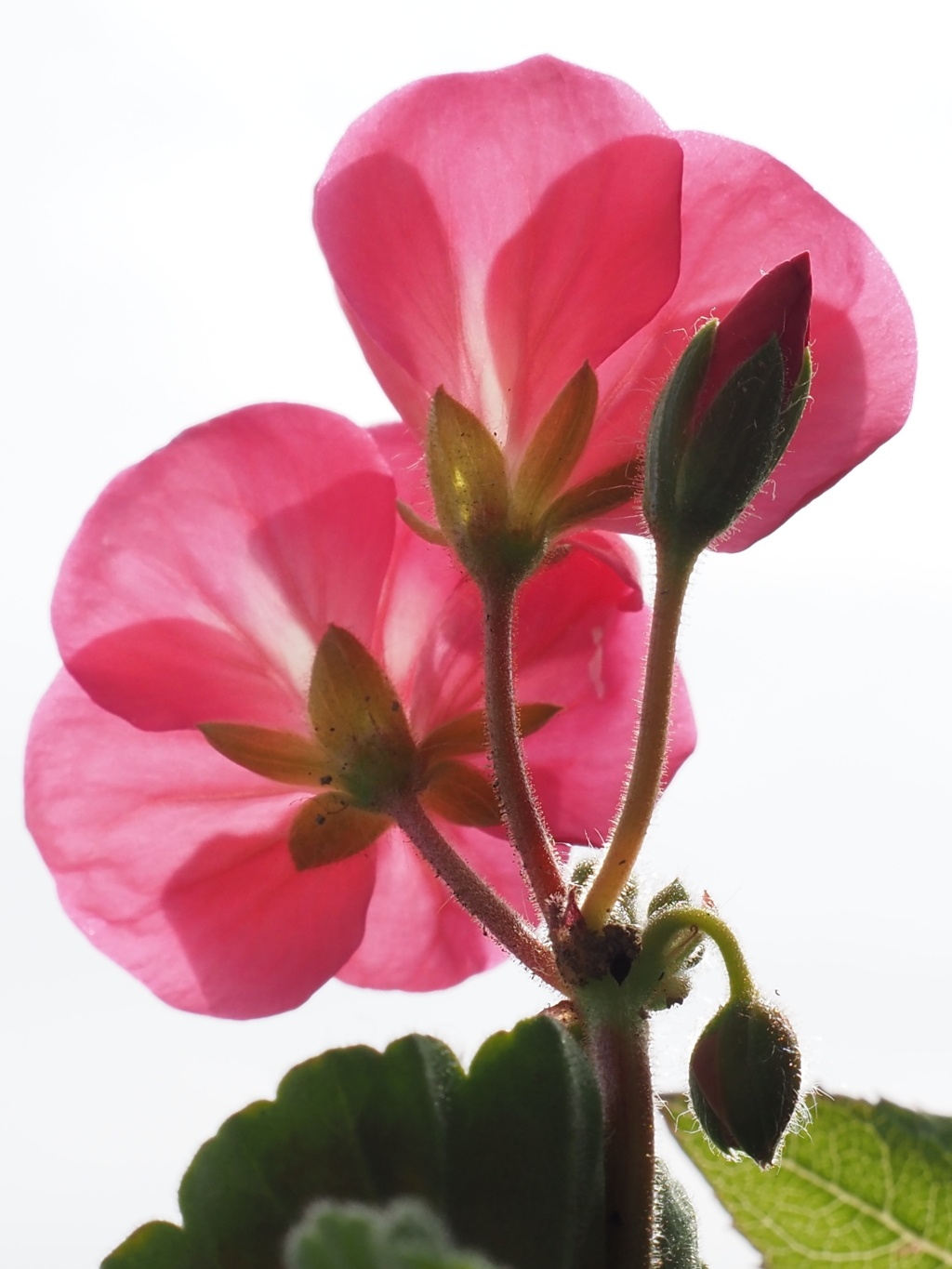 蕾開く（２）