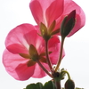 蕾開く（２）
