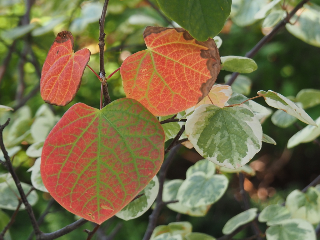 ここだけ紅葉