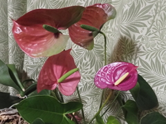 寄り添って