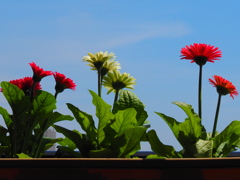 ガーベラ ガーベラ