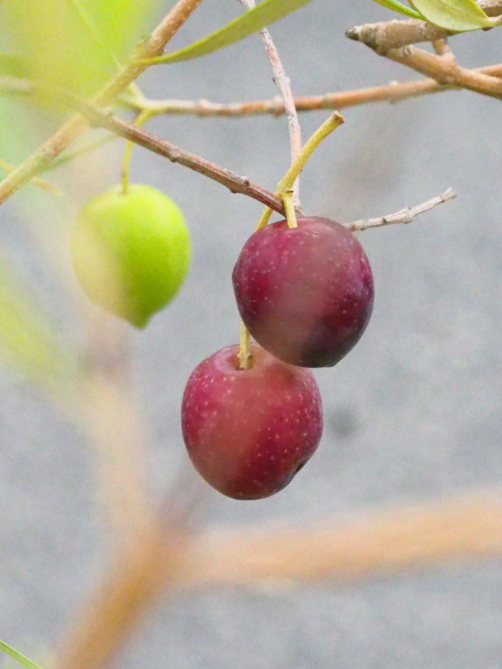 オリーブの実　赤