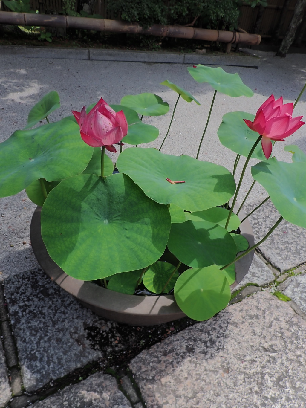 蓮の花