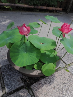 蓮の花