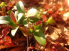 落ち葉の中から新芽