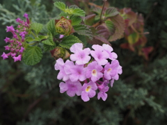 まだ花が。
