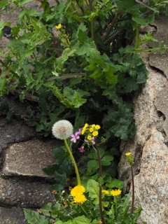 道路脇のはなぞの