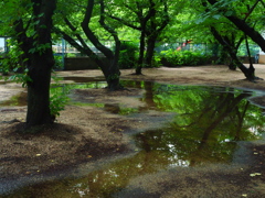水たまり