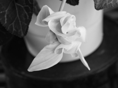シクラメンをモノクロで