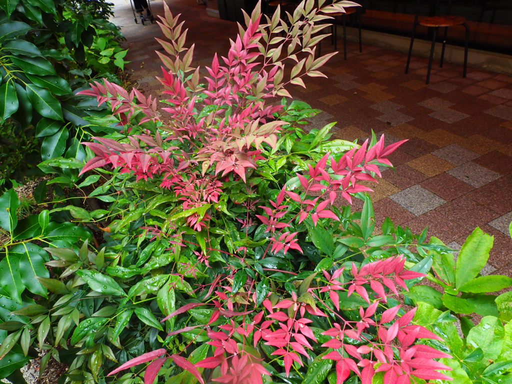 南天の若芽