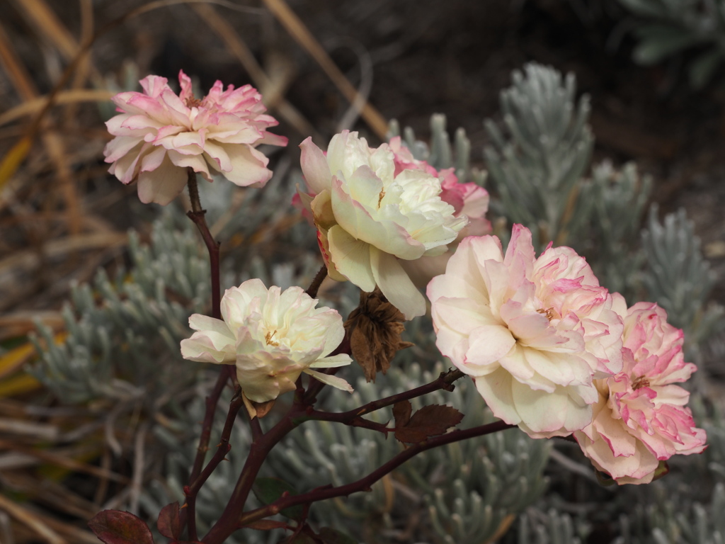 冬の小さな薔薇