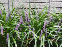 むらさき関連で