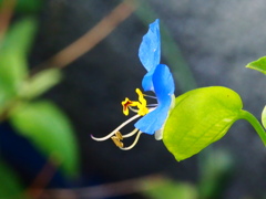 横顔もかわいい