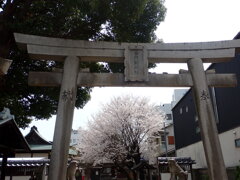 氏神様の桜