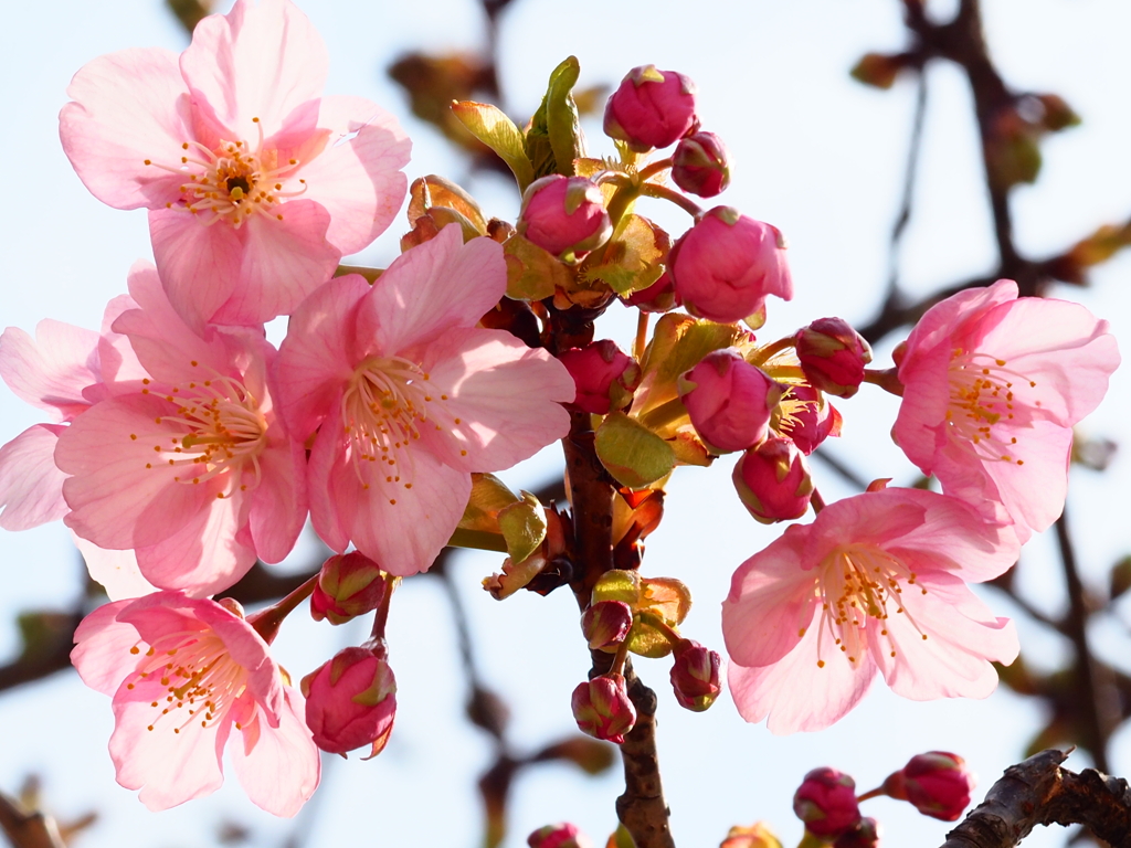 桜、開花し始めました
