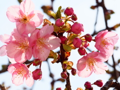 桜、開花し始めました