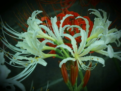 白いヒガンバナ