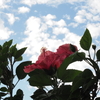 花と空