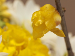 蠟梅一輪、菜の花と