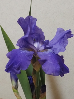 切り花