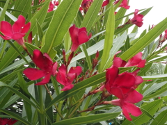 今日の花；赤